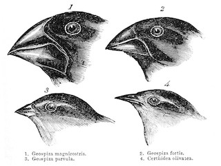 A scan of Darwin's sketches of finches.